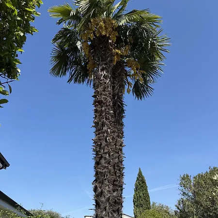 Nido Di Colà